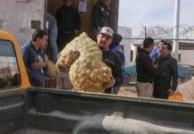 Entregan 28 toneladas de papa a instituciones de Delicias