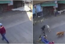 Terror en Morelos: jauría de perros atacó a abuelita