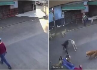 Terror en Morelos: jauría de perros atacó a abuelita