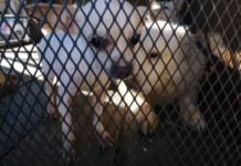 Desnutridos y con falta de movilidad, así estaban 52 perritos en un departamento de Guadalajara