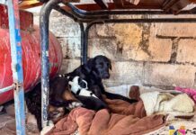 Rescató Gobierno Municipal de Meoqui a perrita que cayó en trampa en la comunidad de El Cuervo