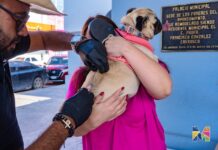 Se mantiene en Meoqui campaña de vacunación antirrábica y desparasitación gratuita para mascotas de forma permanente