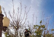 Continúan en Meoqui trabajos de poda en parques y jardines