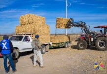 Entregan en Meoqui 400 pacas de rastrojo en apoyo a productores ante la sequía