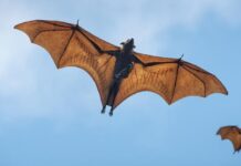 Registra México primer muerte por posible rabia humana en 2026