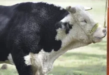 Chihuahua mantiene negociaciones con EU para reabrir exportación de ganado