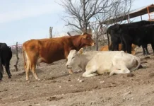 Onda húmeda trae esperanza a ganaderos de Parral
