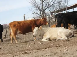 Onda húmeda trae esperanza a ganaderos de Parral