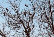 Vientos intensos azotan Chihuahua: ráfagas de hasta 75 km/h se esperan este viernes