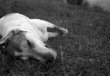 Denuncian envenenamiento de perros en Camargo