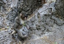 PETA demanda traslado de mono japonés Punch a un santuario por trauma y aislamiento