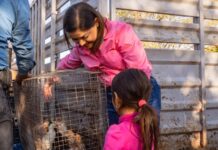 Gobierno Municipal de Meoqui ofrece programa de pollitas ponedoras subsidiadas al 50%