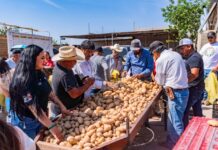 Entregarán Apoyos Alimentarios hoy lunes en Lázaro Cárdenas a partir de las 5:00 de la tarde