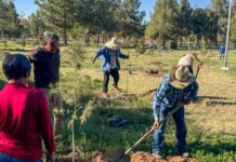 Fortalecen reforestación del Parque Fundadores para mejorar el entorno ambiental