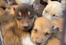 Invita Centro de Rescate Animal a adoptar cachorros este viernes en Presidencia Delicias