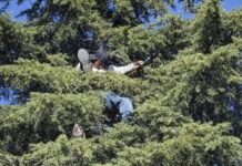 Hombre sube a pino para dormir en parque de Cuauhtémoc; estaba alcoholizado