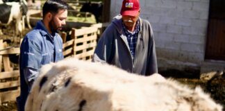 Continua apoyo a productores de Meoqui con Programa “Médico Visita mi Establo”