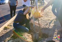 Realizan Gobierno de Meoqui y JMAS reforestación con 90 árboles en el bulevar Eduardo Nájera