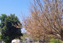 Controla Gobierno Municipal plaga de insectos detectada en árboles de El Pedregal en Delicias