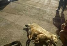 Hombre es detenido por matar a golpes a un perro en Chihuahua