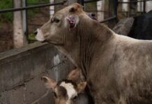 Confirman en Oaxaca segunda muerte en el país asociada a miasis por gusano barrenador