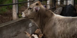 Confirman en Oaxaca segunda muerte en el país asociada a miasis por gusano barrenador