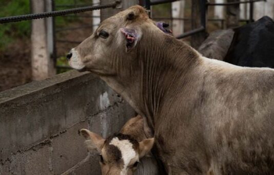 Confirman en Oaxaca segunda muerte en el país asociada a miasis por gusano barrenador