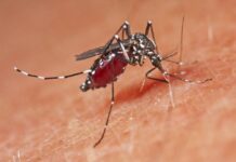 Repuntan casos de dengue en Sinaloa; confirman 250