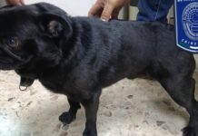 Menores robaron pug y lo dieron en adopción; Fiscalía lo recuperó y regresó a su dueña