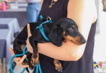 Invita Gobierno Municipal de Meoqui a jornada de vacunación antirrábica este sábado 18 de abril