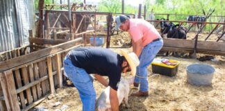 Continúa el programa “Medico Visita mi Establo” en Meoqui con apoyo a pequeños productores