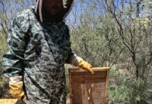 En Meoqui se trabaja a favor de la preservación de las abejas