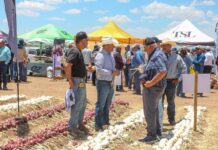 Delicias sede del Día Nacional del Cebollero: Jesús Valenciano reconoce fortaleza del campo chihuahuense
