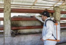 Confirman primer caso de gusano barrenador en humano en Querétaro; adulto mayor ya fue dado de alta