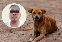 Detienen a hombre por prender fuego a un perro; murió por las quemaduras