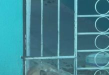 Policías municipales rescatan a perro atrapado en barandal de vivienda