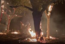 Incendio forestal en Aldama consume árboles y vegetación; ráfagas de viento avivan el fuego