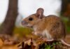 Confirman segundo caso de hantavirus en España ligado a brote del MV Hondius