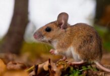 Confirman segundo caso de hantavirus en España ligado a brote del MV Hondius