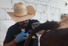 Continúan en Meoqui consultas veterinarias totalmente gratuitas a pequeños productores