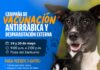 Invitan a vacunar gratuitamente a perros y gatos en la Plaza del Santuario