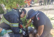 Bomberos rescatan a un gato durante incendio en vivienda de Chihuahua