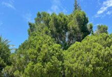 Alerta por ola de calor: Delicias alcanzará 41°C