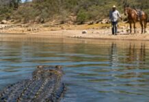 Entró a presa para salvar a su yegua y murió atacado por cocodrilo