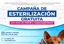 Invitan en Meoqui a campaña gratuita de esterilización para mascotas
