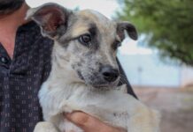 Invitan a adoptar perros rescatados en Delicias; todos son entregados esterilizados para frenar la sobrepoblación