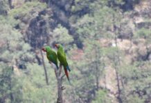 Captan por primera vez Guacamaya Verde en Cascada de Basaseachi