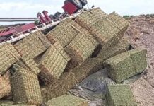 Vuelca tráiler con pacas en puente “El Caracol”; no hay lesionados