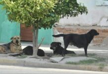 Denuncian muerte de perritos en Veracruz por gusano barrenador