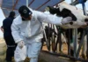 Detectan caso sospechoso de gusano barrenador en becerro de Parral; esperan resultados